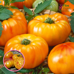 S77. Tomāts (potēts) - BUFFALOSUN F1 GRAFTED