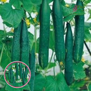 S78. Gurķis (potēts) - BELLA F1 GRAFTED_Siltumnīcas