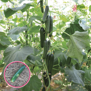 S80. Gurķis (potēts) - MERLIN F1 GRAFTED_Siltumnīcas