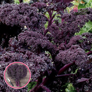 Kāposti lapu (kalē) - sarkani Redbor. SĒKLAS _20s