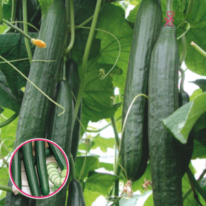 S81. Gurķis (potēts) - PALLADIUM F1 GRAFTED_Siltumnīcas