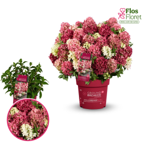 Skarainā hortenzija - Groundbreaker Ruby