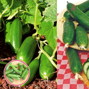 S83. Gurķis (potēts) - ROCKY (IZNIK) F1 GRAFTED_Siltumnīcas