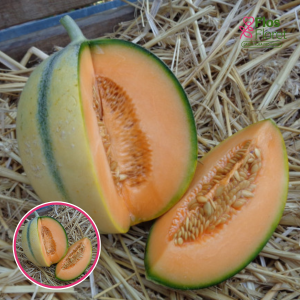 S84. Melone (potēta) - ARDOR  F1 (ALVARO) GRAFTED