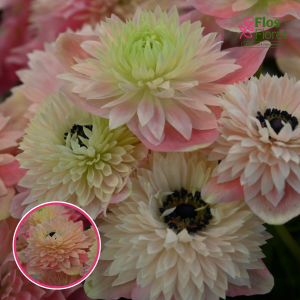 Z30. Anemone - LEVANTE® - (gaiši rozā)