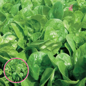 Spināti - APOLLO F1. SĒKLAS _10g.