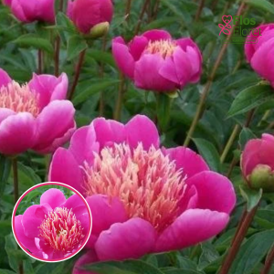 RPA5_ Peonija - Leslie Peck