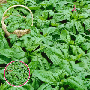 Spināti - Olbrzym zimowy. SĒKLAS _10g.