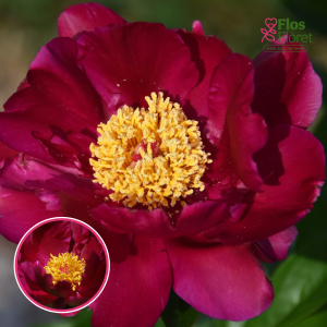 RPA6_ Peonija - Topeka Garnet