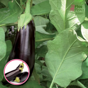 S88. Baklažāns - MILAR F1