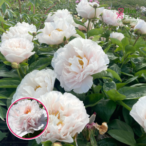 RPA7_ Peonija - Blushing Princess