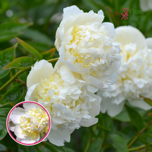 RPA8_ Peonija - Bridal Shower