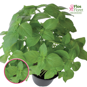 S90. Baziliks - BASIL CITRON HELIOS