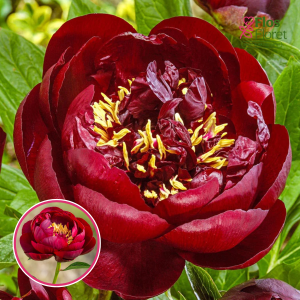 RPA9_ Peonija - Buckeye Belle