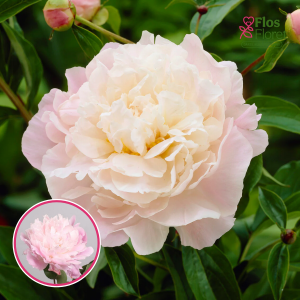 RPA11_ Peonija - Catharina Fontijn