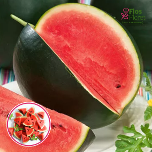 S93. Arbūzs - WATERMELON SUGAR BABY