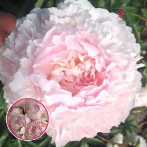 RPA12_ Peonija - Chiffon Parfait