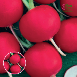 Redīsi - Torero F1. SĒKLAS _3g