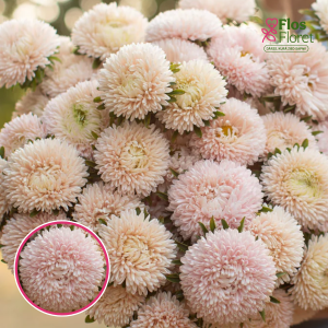 Ķīnas astere - Lady Coral Chamois. SĒKLAS _25s