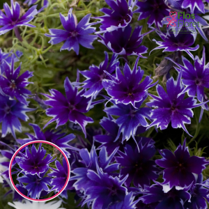 Z5. Drumonda floksis - Popstars Deep Blue