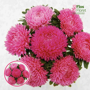 Ķīnas astere - Balloon Rose. SĒKLAS _25s