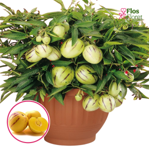 S95. Pepīno Melone - Meloņbumbiers - PEPINO (SOLANUM MURICATUM)