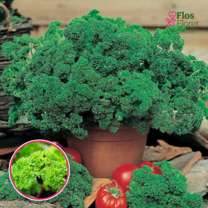 S96. Pētersīļi - AFRODITE