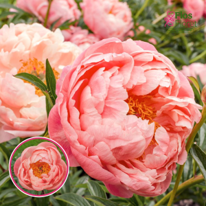 RPA15_ Peonija - Coral Charm