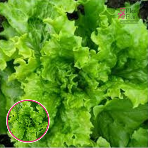 Salāti - Aficion. SĒKLAS _30s