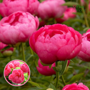 RPA16_ Peonija - Cytherea