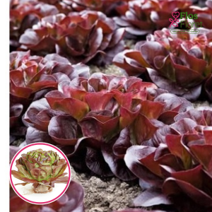 Salāti - Salanova tipa SEURAT. SĒKLAS _20s