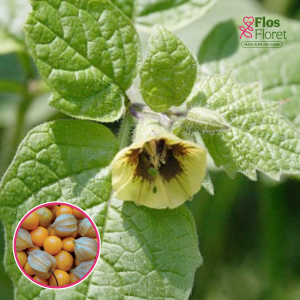 S98. Fizālis - VIENNA