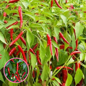 S99. Asai pipars - TOOFAN F1