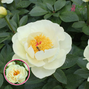 RPA18_ Peonija - Early Sensation