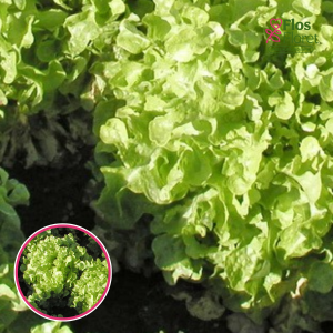 Salāti - DUBAGOLD. SĒKLAS _30s