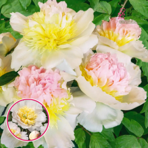 RPA19_ Peonija - Honey Gold