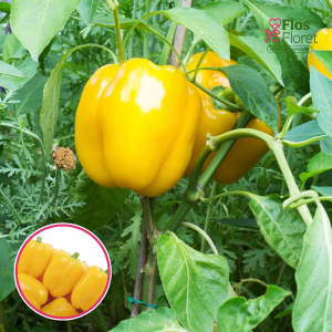 L2. Paprika - GOLDENSTAR F1