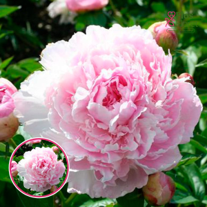 RPA21_ Peonija - La Perle