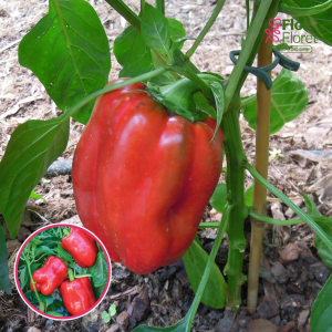 L3. Paprika - INDIRED F1
