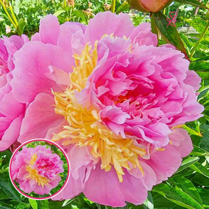 RPA22_ Peonija - Lavon