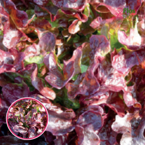 Salāti - Red Pick. SĒKLAS _30s