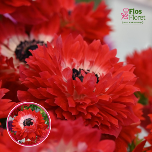 Z32. Anemone - LEVANTE® - (sarkana)