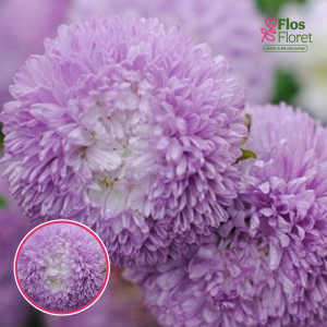 Ķīnas astere - Balloon Silver-Blue. SĒKLAS _25s