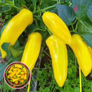 L5. Paprika - LEMON DREAM