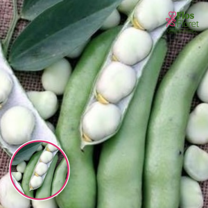 Dārza pupas - Bachus. SĒKLAS _100g.