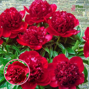 RPA26_ Peonija - Red Charm