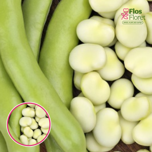 Dārza pupas - White Windsor. SĒKLAS _100g.