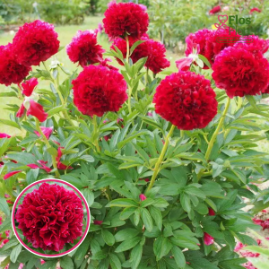 RPA27_ Peonija - Red Grace