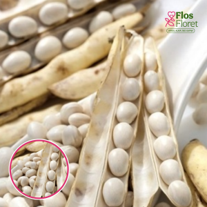 Pupas krūmu - lobamās Aura. SĒKLAS _30g.