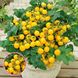 L9. Tomāts - BALCONI YELLOW